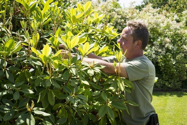 Service à la personne : jardinage