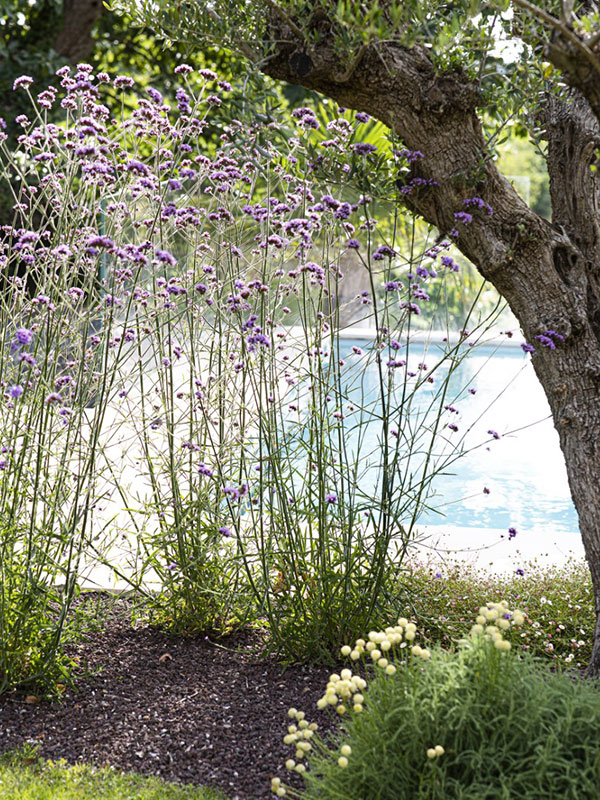 Le jardin d'Eden : Un jardin de contemplation et de découvertes